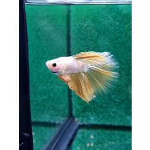 Betta BT-U1