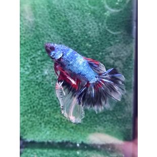 Betta BT-U1