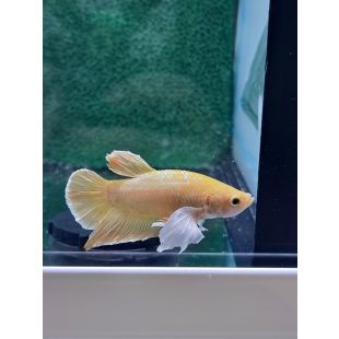 Betta BT-U10