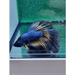 betta, halfmoon, azul, rojo, blanco