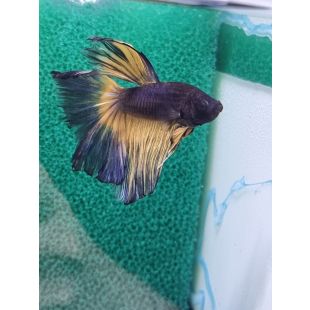 betta half moon rojo