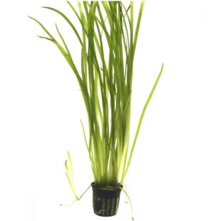 comprar online Vallisneria spiralis “Tiguer”