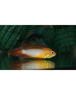 comprar Apistograma Agassizii (Rojo fuego) 