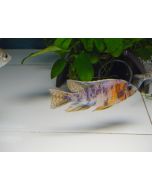 Aulonacara acuario africano, Cálico o Peacock