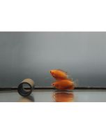 comprar Trichogaster chuna online Chuna roja