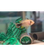 apistograma panduro comprar peces por internet