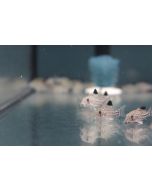 comprar Corydoras julii por internet Cory leopardo julii