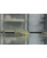 Popondetta Furcata en tienda online de peces de acuario