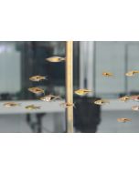 Trigonostigma spei arlequin espei comprar peces para acuario