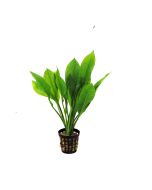 Echinodorus bleheri comprar plantas de acuario online