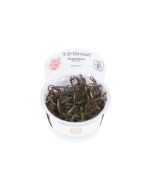 Hygrophila lancea 'Araguaia' tarrina para comprar por internet o pasar a recoger en tienda