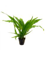 comprar Microsorum pteropus online  acuarios plantados