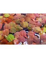 planta flotante Phyllantus fluitans
