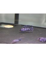Pseudotropheus demasoni pzes