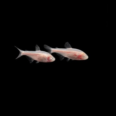 Astyanax jordani - Tetra ciego