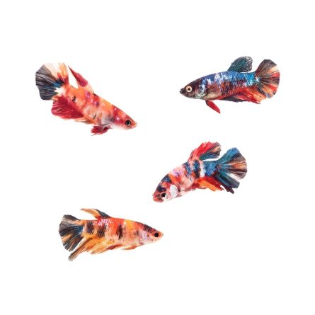 Comprar Betta splendens hembra por internet