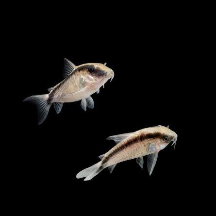 Brochis arcuatus o Corydoras arcuatus en tienda online