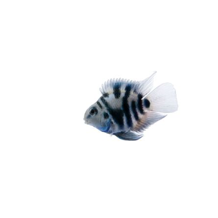 Cichlasoma Polar Blue