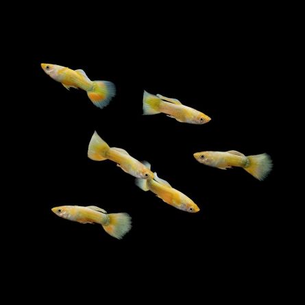 Comprar machos de guppy dorado o guppy amarillo por Internet