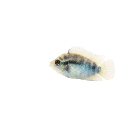 Comprar Herotilapia multispinosa por internet