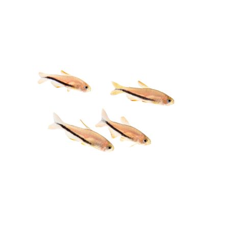 comprar Inpaichthys luizae o tetra black arrow por internet