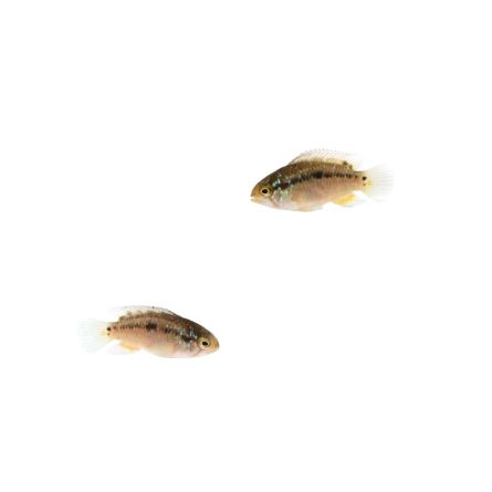 Ivanacara bimaculata, Nannacara bimaculata o acara de dos manchas juveniles