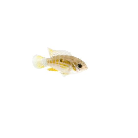Comprar Laetacara araguaiae online