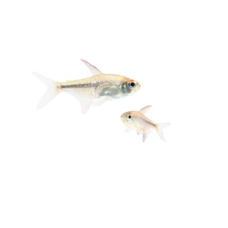 Tetra diamante (Moenkhausia pittieri) en tienda online 