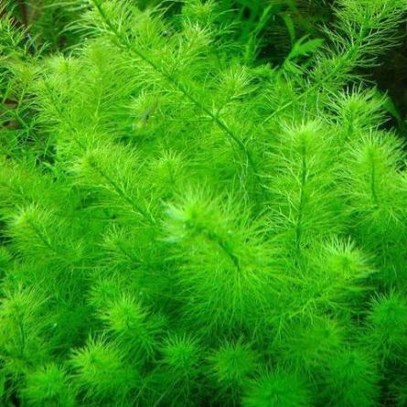 Myriophyllum Guyana comprar plantas para acuario por internet