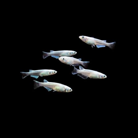 Oryzias latipes (platinum white) - Medaka Platinum