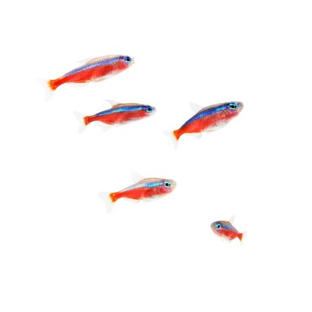 Comprar Paracheirodon axelrodi o tetra cardenal con envío fiable