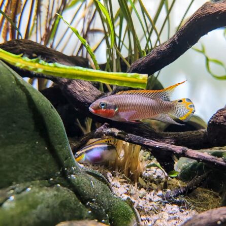 Pelvicachromis taeniatus Nigeria Red (Kribensis)